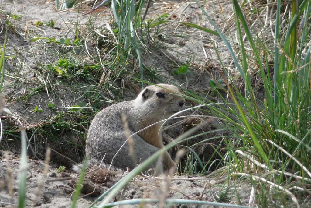 Arctic ground squirrel.