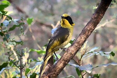 Endangered Helmeted Honeyeaters Return to the Wild After 40 Years
