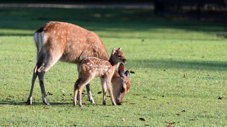 How Animals Learn From Their Elders in the Wild