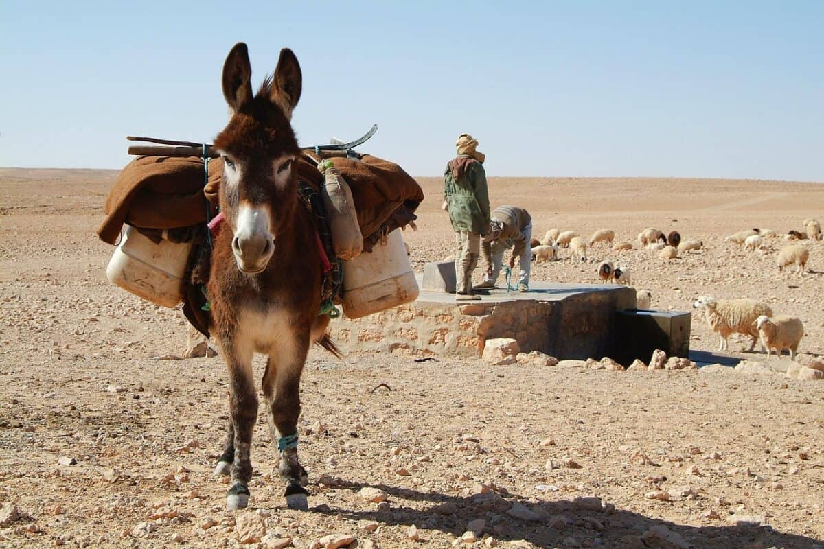 donkey, sahara, nature, desert, tunisia, shepherds