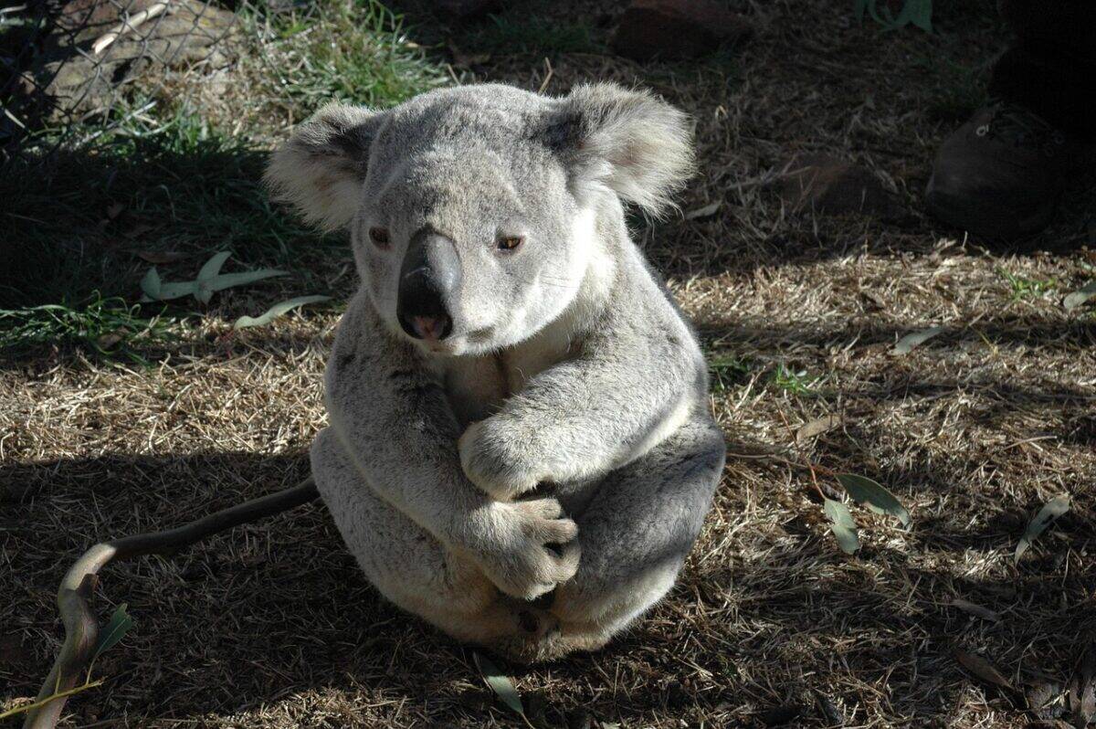 koala bear, koala, native animal, australian, bear, koala bear, koala, koala, koala, koala, koala