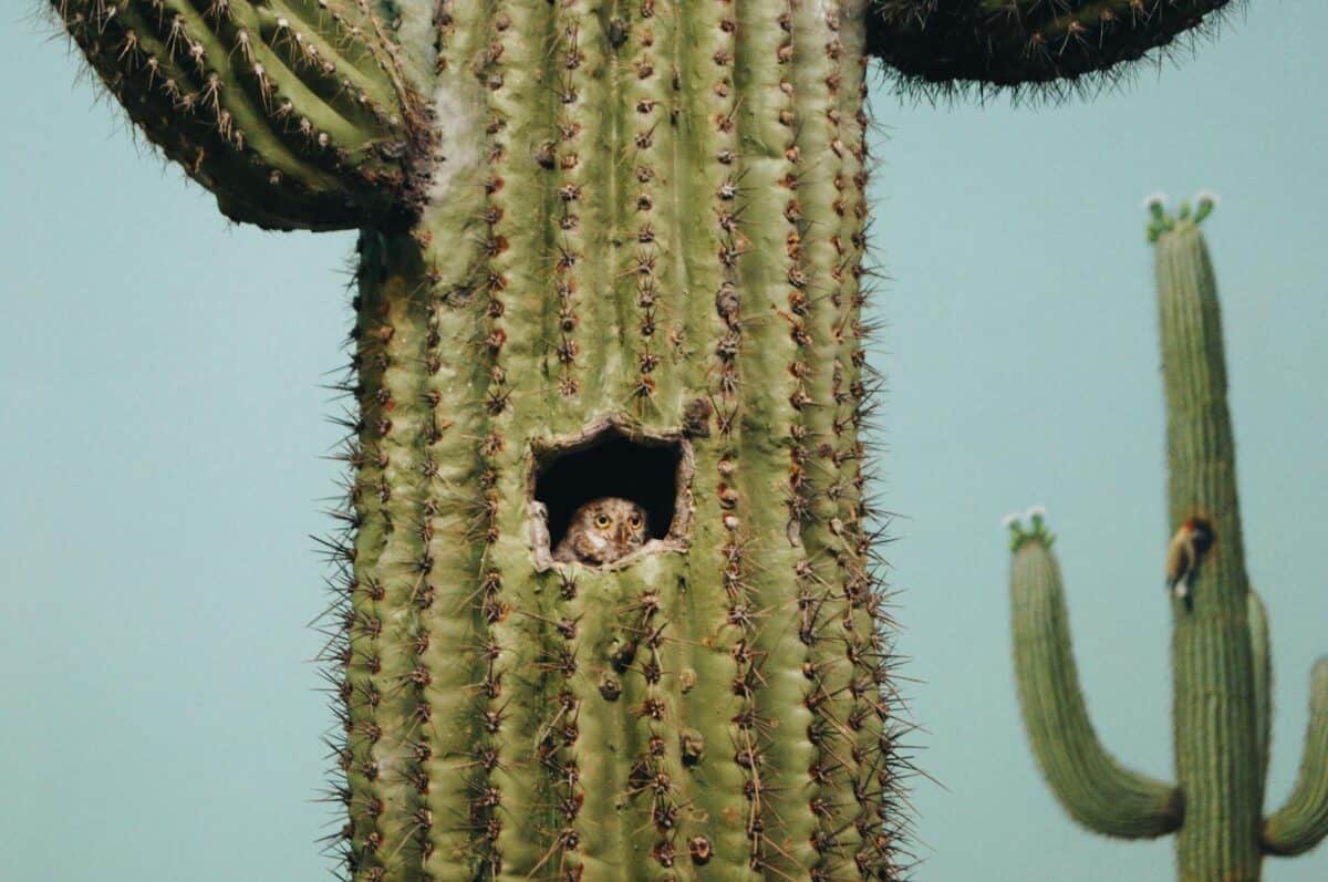 Owl peeking from a hole in a spiky saguaro cactus trunk. Desert scenery with a serene feel.
