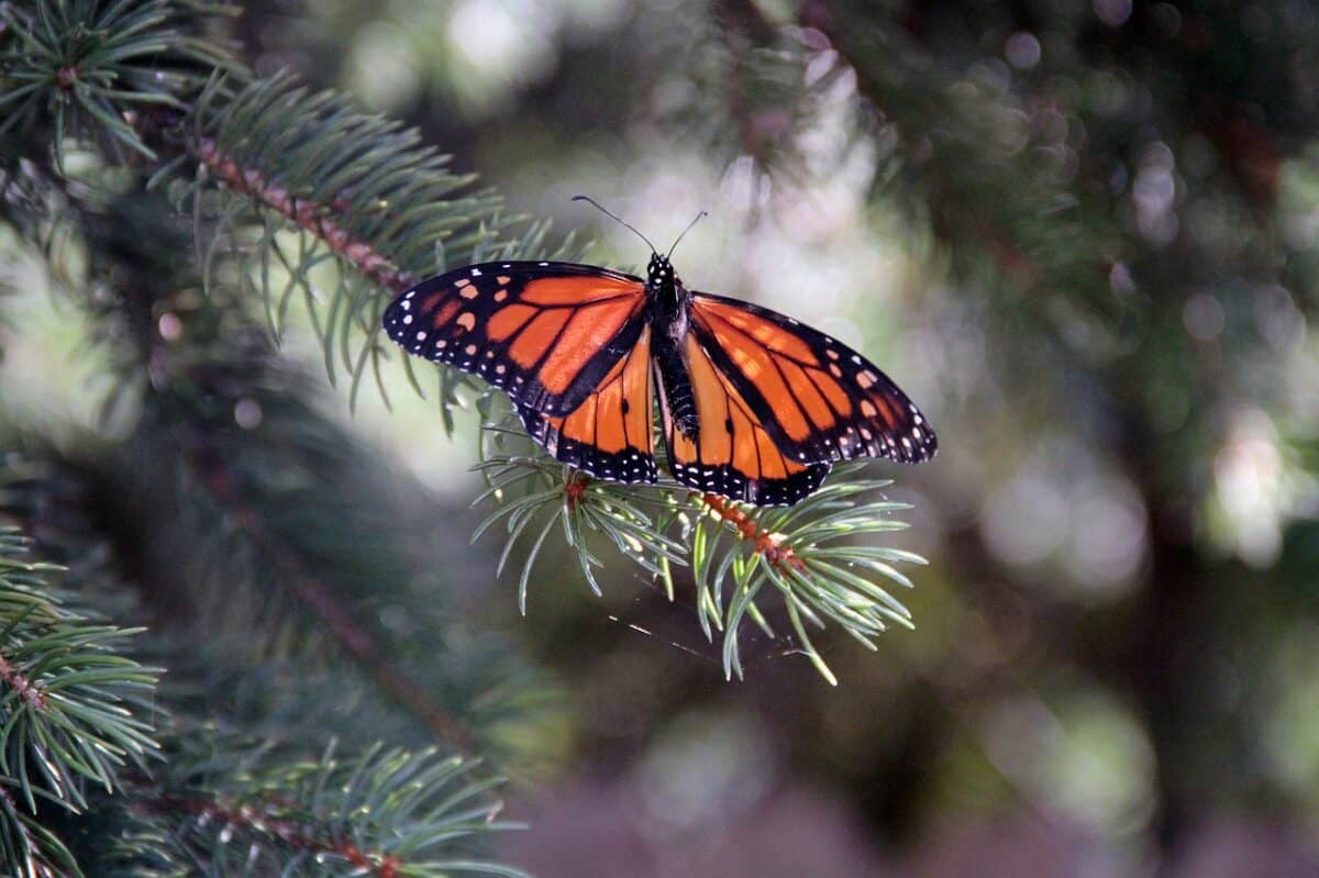 monarch butterfly, insect, butterfly, monarch, nature, lepidoptera, butterfly wings, wings, close up, bokeh