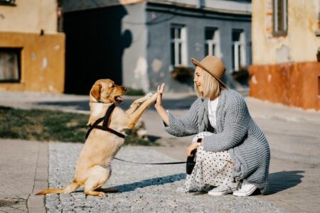 Can Animals Understand Human Words? The Latest Research