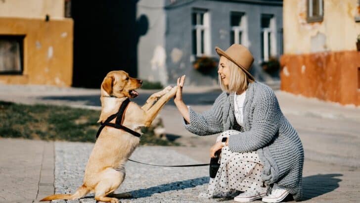 Can Animals Understand Human Words? The Latest Research