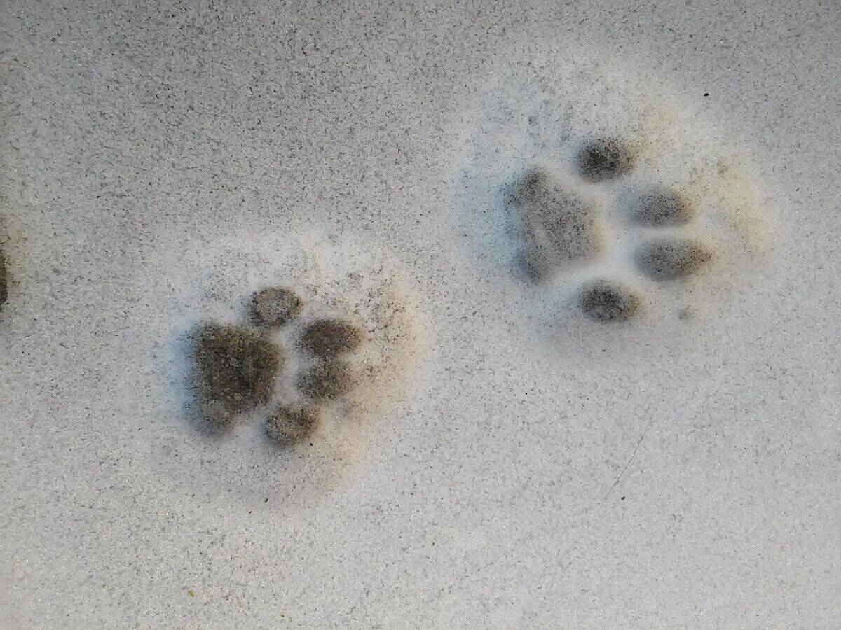 paw prints, snow, track, cat track, pet, cat's paw, nature, animal, cat, paws, animal track