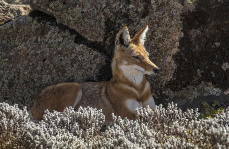 15 Animals You Will Only Find in Africa