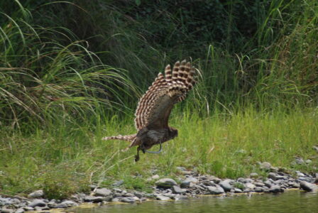 How Owls Hunt Without Making a Sound