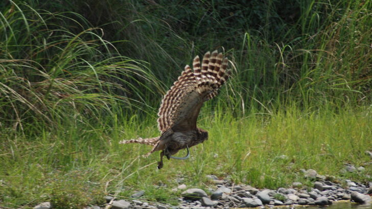 How Owls Hunt Without Making a Sound