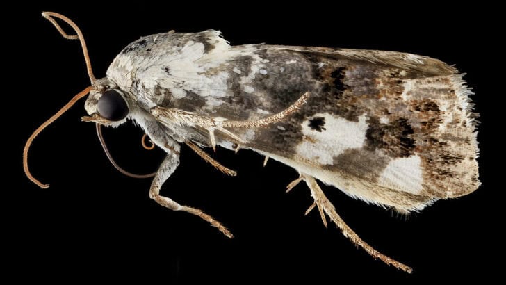The Insect That Drinks Your Tears