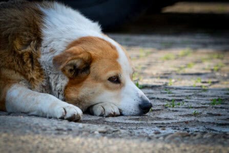 The Truth About Animal Emotions: Do They Grieve?