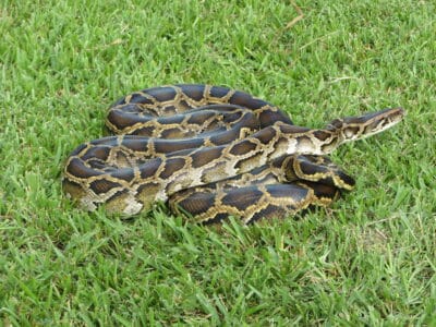 The Longest Snake Ever Found in the U.S.