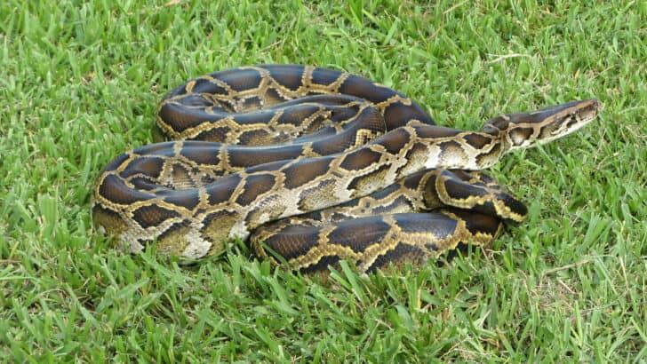 The Longest Snake Ever Found in the U.S.