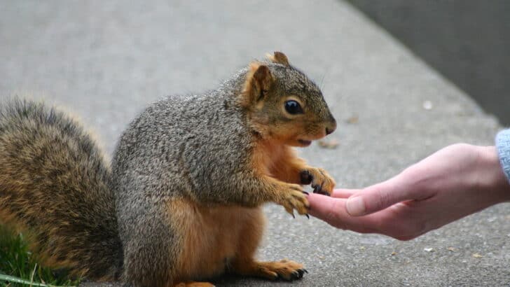 Why Feeding Wild Animals Can Do More Harm Than Good