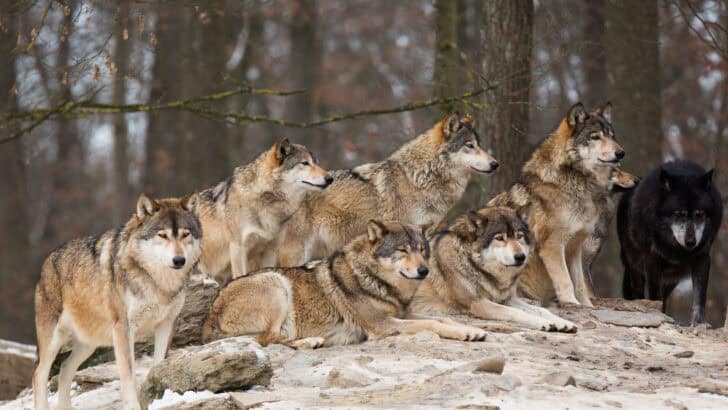Lessons in Family Life From Wolves, Elephants, and More