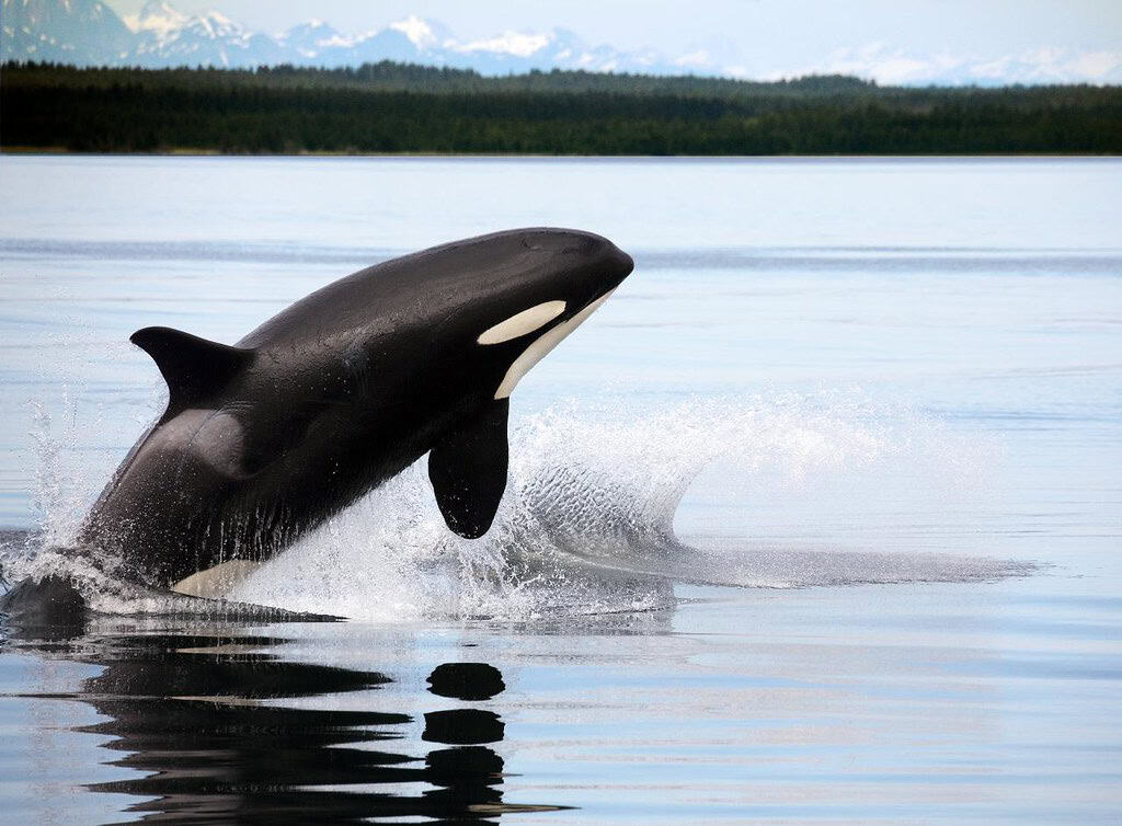 Whales
