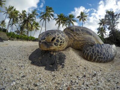 How You Can Help Protect Turtles on Beaches This Summer