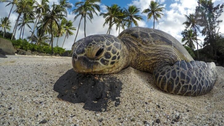 How You Can Help Protect Turtles on Beaches This Summer
