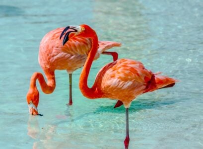 Why Flamingos Stand on One Leg