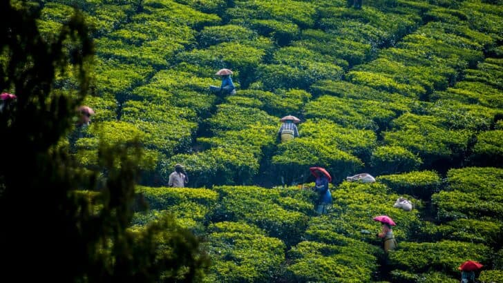 How Sustainable Farming Protects Wildlife in Tea Regions