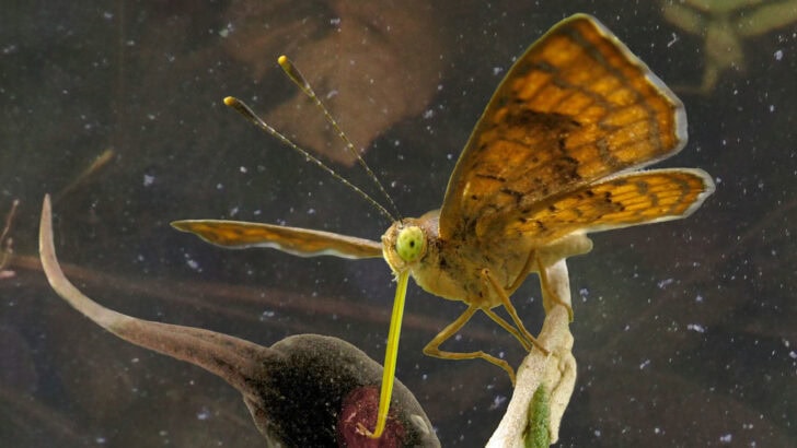 The Moth That Drinks Blood