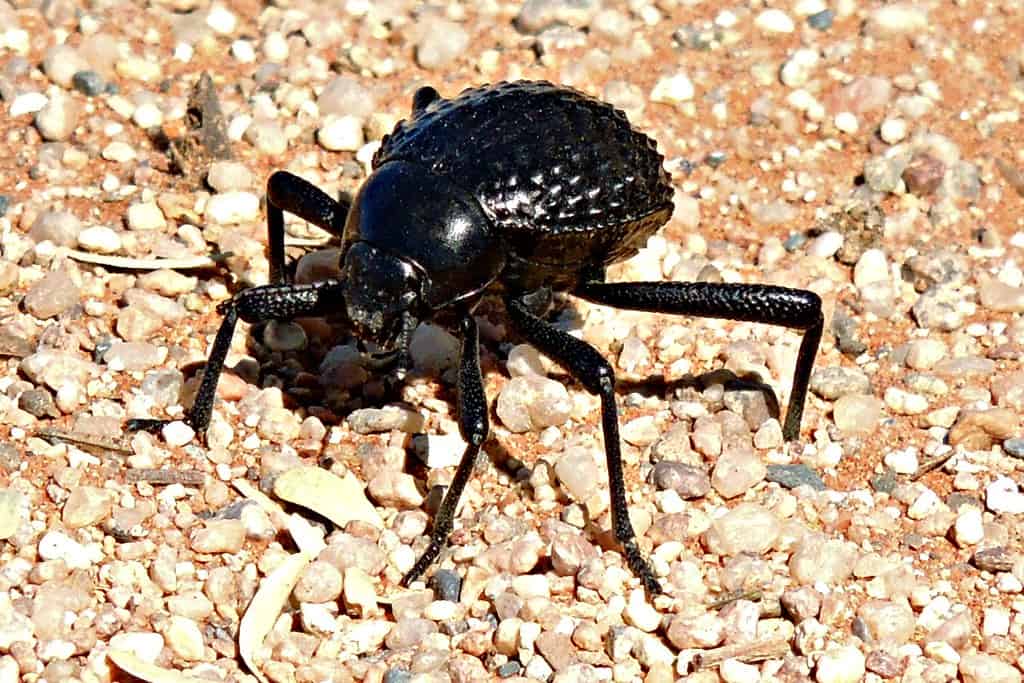 Nambin beetle