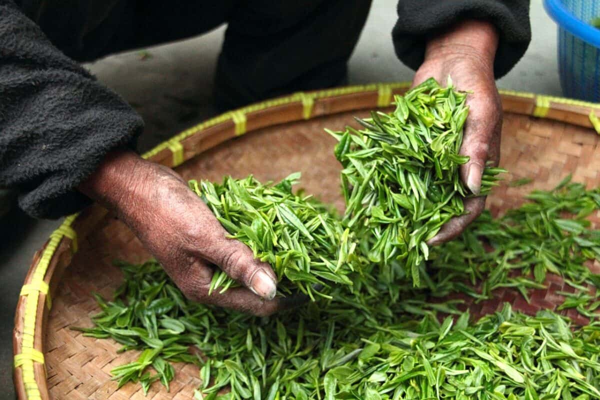 tea, leaves, nature, hands, fresh, drying, harvesting, harvest, agriculture, tea leaves