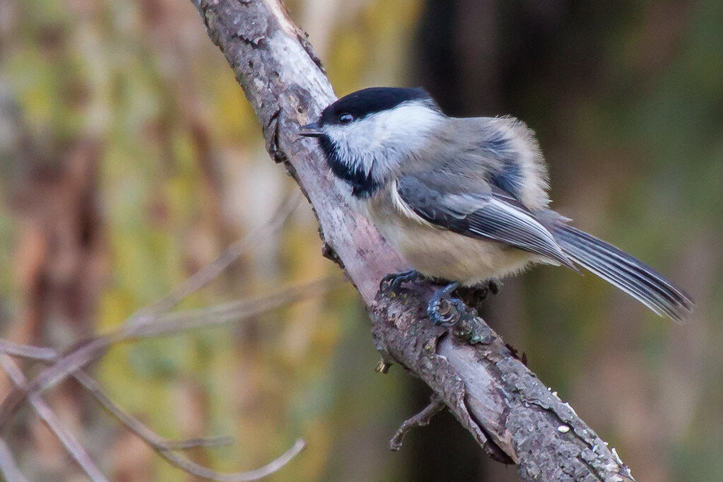 Bird song