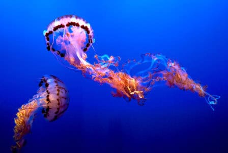 The Jellyfish That Controls Its Prey