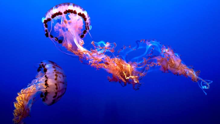 What Jellyfish Can Tell Us About Ocean Health