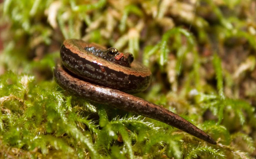 Lungless salamander