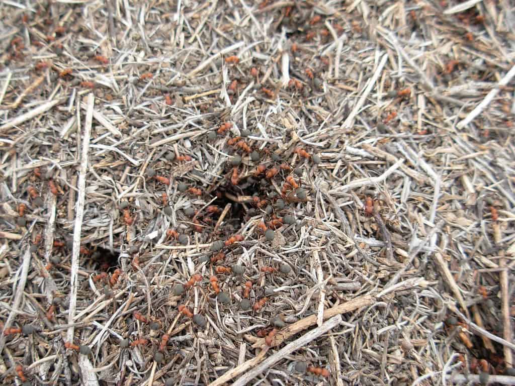ants