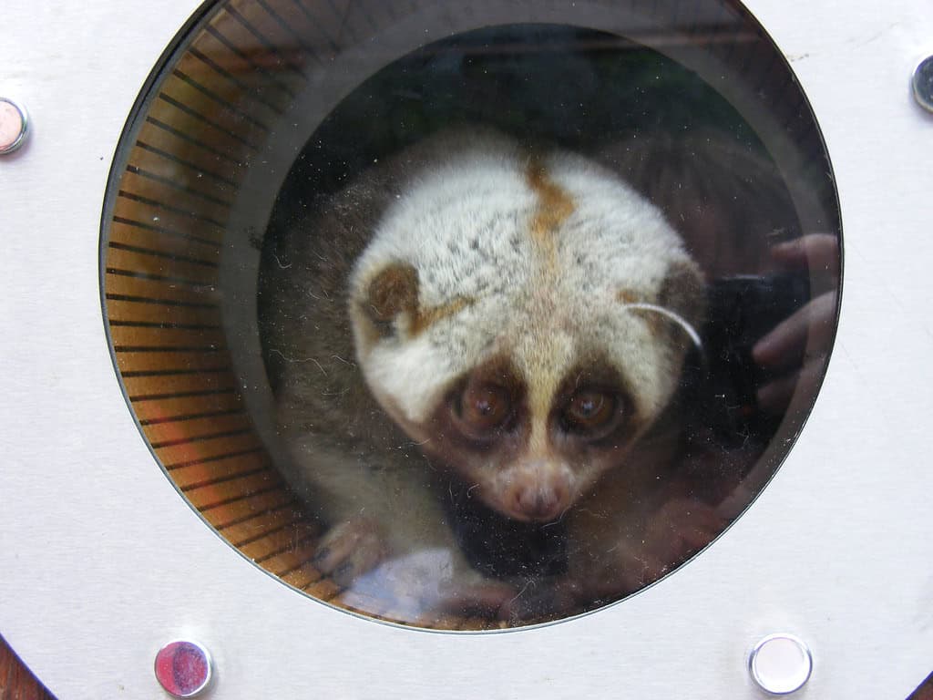 Slow loris