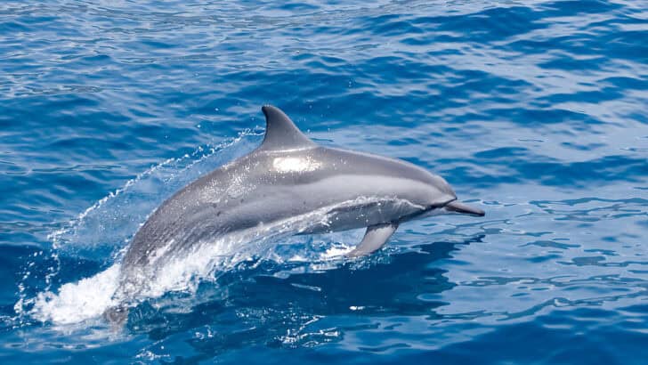 Beginner’s Guide to Spotting Dolphins in the Wild