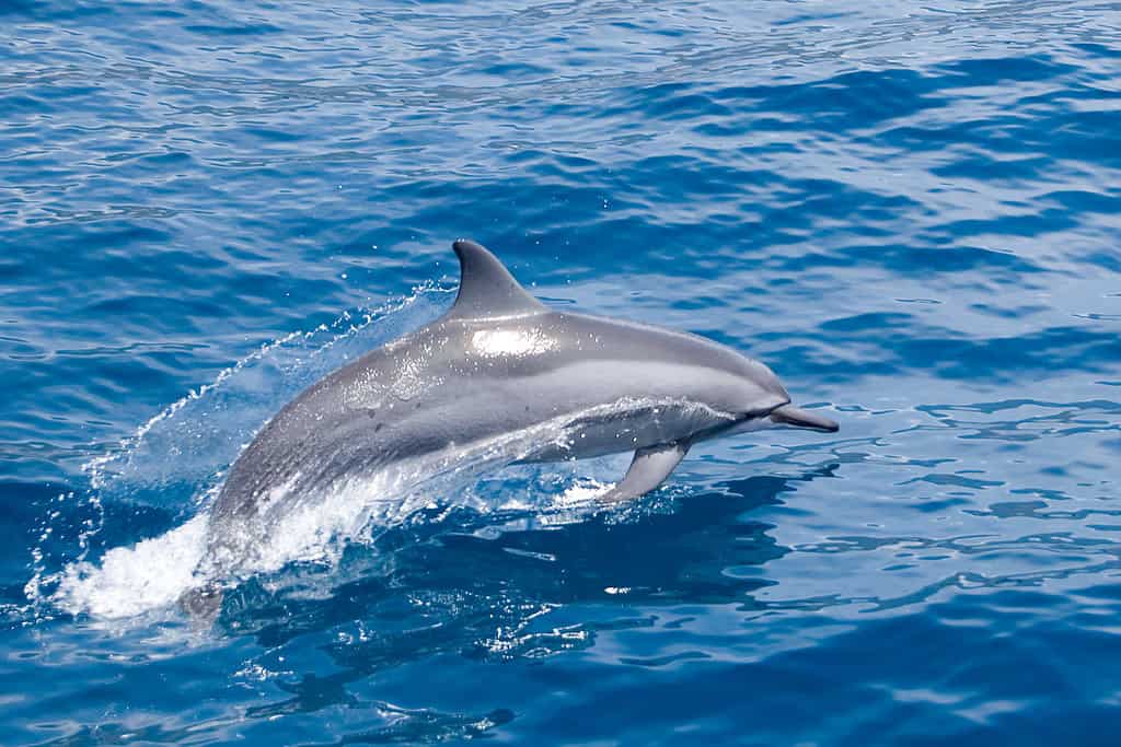 Dolphin