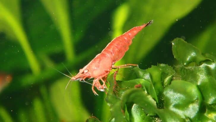 How the Pistol Shrimp Wields a Sonic Weapon