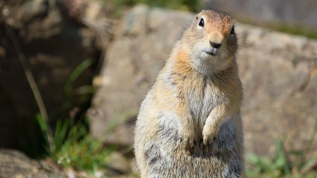 Arctic ground squirrel 