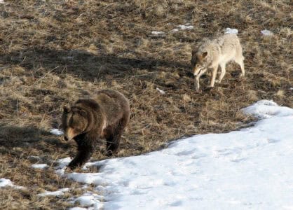 Could Cross-Species Friendships Help Us Understand Empathy?
