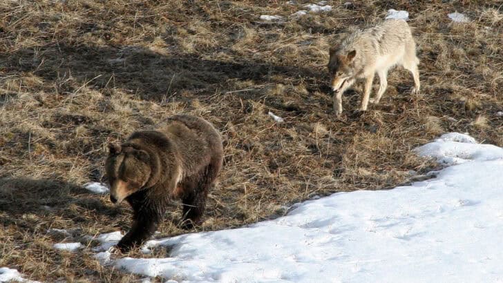 Could Cross-Species Friendships Help Us Understand Empathy?