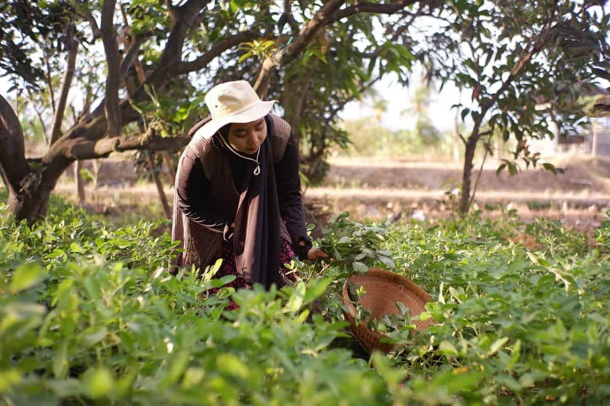 woman, shoots, harvesting, plants, leaves, farmer, agriculture, girl, food, produce, organic, garden, nature, farmer, farmer, farmer, farmer, farmer