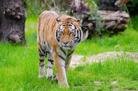 Beginner&rsquo;s Guide to Spotting Tigers in the Wild