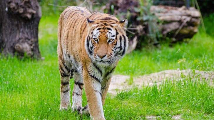 How Tigers Are Reclaiming Lost Ground in Nepal