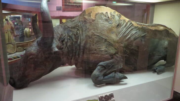 What We Learned from a 10,000-Year-Old Bison Discovery