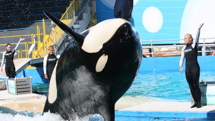 The Truth About Orca Intelligence Might Surprise You