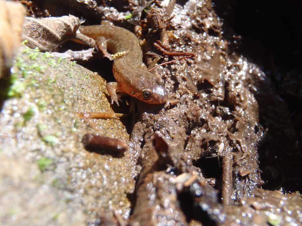 Lungless salamander