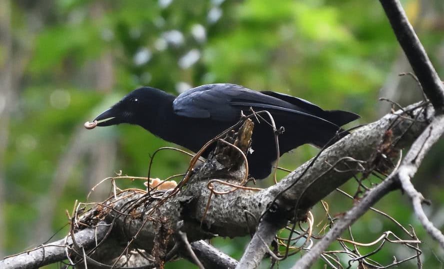 New Caledonian crow