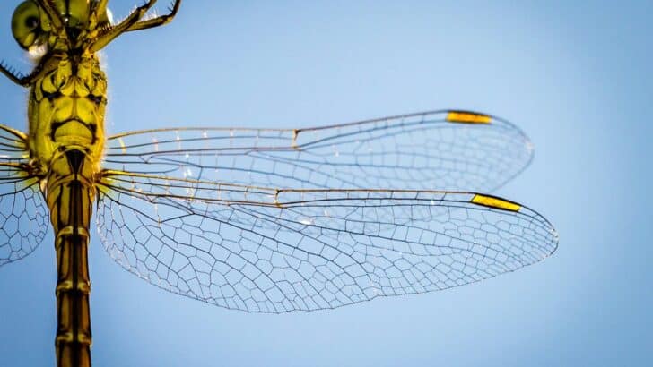 macro photography of yellow and brown dragonfly