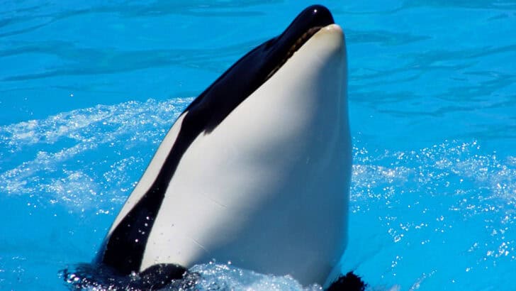 The True Story of Free Willy’s Real-Life Whale, Keiko