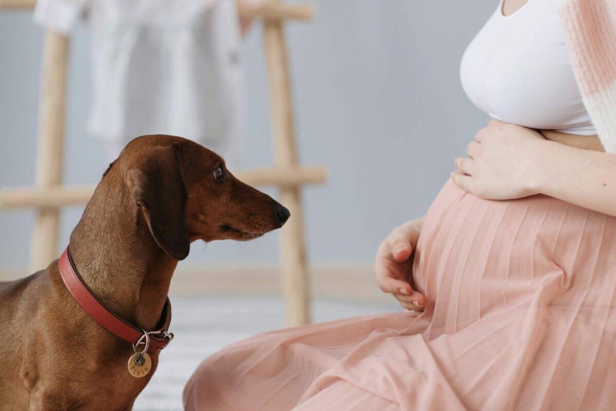 Pregnant woman sitting with a dachshund beside her, indoors and peaceful.