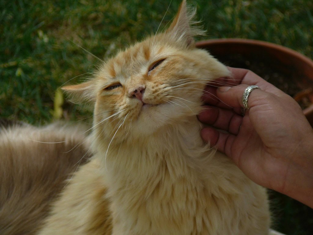 Petting a cat